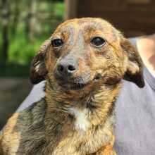 LENI, Hund, Mischlingshund in Ungarn - Bild 1
