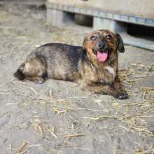LENI, Hund, Mischlingshund in Ungarn - Bild 2
