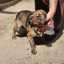 LENI, Hund, Mischlingshund in Ungarn - Bild 3