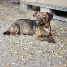LENI, Hund, Mischlingshund in Ungarn - Bild 4