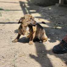 LENI, Hund, Mischlingshund in Ungarn - Bild 5