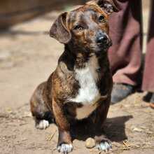 TIGRIS2, Hund, Mischlingshund in Ungarn - Bild 1