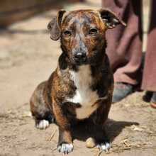 TIGRIS2, Hund, Mischlingshund in Ungarn - Bild 2