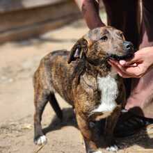 TIGRIS2, Hund, Mischlingshund in Ungarn - Bild 3