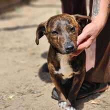 TIGRIS2, Hund, Mischlingshund in Ungarn - Bild 4
