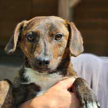 TIGRIS2, Hund, Mischlingshund in Ungarn - Bild 5