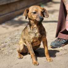 FREYA, Hund, Mischlingshund in Ungarn - Bild 1
