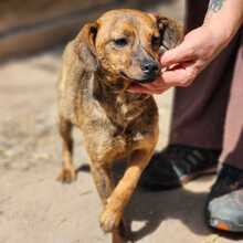 FREYA, Hund, Mischlingshund in Ungarn - Bild 2