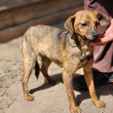 FREYA, Hund, Mischlingshund in Ungarn - Bild 3