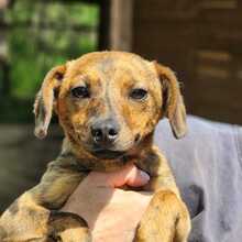 FREYA, Hund, Mischlingshund in Ungarn - Bild 4