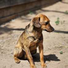 FREYA, Hund, Mischlingshund in Ungarn - Bild 5