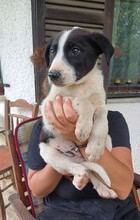 CHARISAF, Hund, Mischlingshund in Griechenland - Bild 1