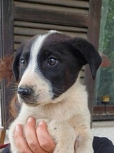 CHARISAF, Hund, Mischlingshund in Griechenland - Bild 2