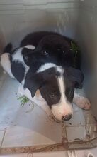 CHARISAF, Hund, Mischlingshund in Griechenland - Bild 3