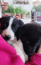 CHARISAF, Hund, Mischlingshund in Griechenland - Bild 4