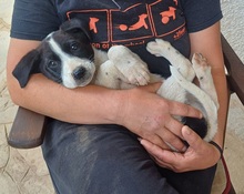CHARISAF, Hund, Mischlingshund in Griechenland - Bild 5
