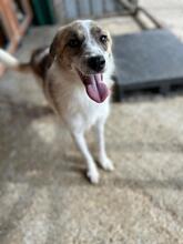 BONNY, Hund, Mischlingshund in Rumänien - Bild 1