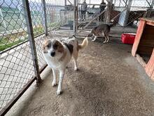 BONNY, Hund, Mischlingshund in Rumänien - Bild 4