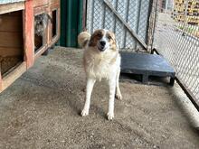 BONNY, Hund, Mischlingshund in Rumänien - Bild 7