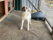 BONNY, Hund, Mischlingshund in Rumänien - Bild 8
