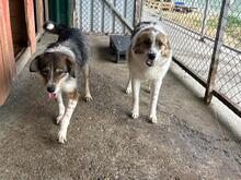 BONNY, Hund, Mischlingshund in Rumänien - Bild 9