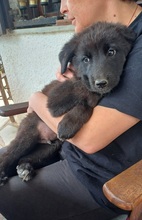FOIVOS, Hund, Mischlingshund in Griechenland - Bild 1