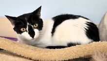FERNANDO, Katze, Europäisch Kurzhaar in Spanien - Bild 1