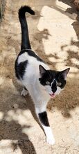 FERNANDO, Katze, Europäisch Kurzhaar in Spanien - Bild 2