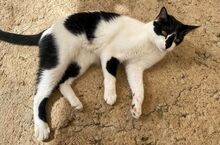 FERNANDO, Katze, Europäisch Kurzhaar in Spanien - Bild 3