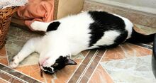 FERNANDO, Katze, Europäisch Kurzhaar in Spanien - Bild 5
