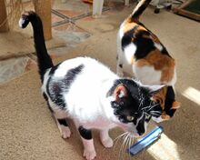 PEPPER, Katze, Europäisch Kurzhaar in Spanien - Bild 1