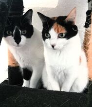 PEPPER, Katze, Europäisch Kurzhaar in Spanien - Bild 2