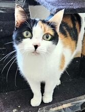 PEPPER, Katze, Europäisch Kurzhaar in Spanien - Bild 3