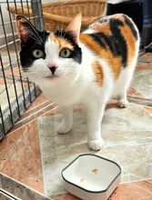 PEPPER, Katze, Europäisch Kurzhaar in Spanien - Bild 4
