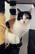 PEPPER, Katze, Europäisch Kurzhaar in Spanien - Bild 5