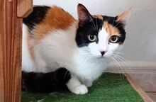 PEPPER, Katze, Europäisch Kurzhaar in Spanien - Bild 6