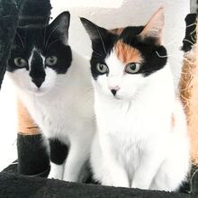 PEPPER, Katze, Europäisch Kurzhaar in Spanien - Bild 7