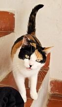 PEPPER, Katze, Europäisch Kurzhaar in Spanien - Bild 8