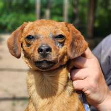FARINA, Hund, Mischlingshund in Ungarn - Bild 1