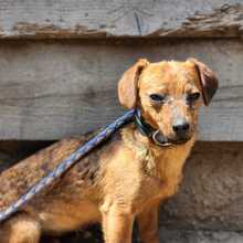 FARINA, Hund, Mischlingshund in Ungarn - Bild 2