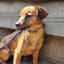 FARINA, Hund, Mischlingshund in Ungarn - Bild 3