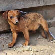 FARINA, Hund, Mischlingshund in Ungarn - Bild 4