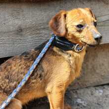FARINA, Hund, Mischlingshund in Ungarn - Bild 5