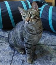 CARLOS, Katze, Europäisch Kurzhaar in Spanien