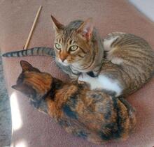 CARLOS, Katze, Europäisch Kurzhaar in Spanien - Bild 2