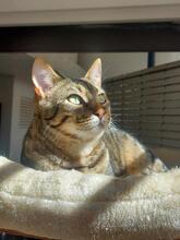 CARLOS, Katze, Europäisch Kurzhaar in Spanien - Bild 3