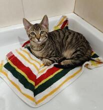 CARLOS, Katze, Europäisch Kurzhaar in Spanien - Bild 4