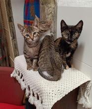 CARLOS, Katze, Europäisch Kurzhaar in Spanien - Bild 5