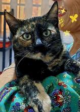 BONITA, Katze, Europäisch Kurzhaar in Schweiz
