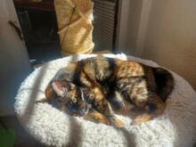 BONITA, Katze, Europäisch Kurzhaar in Schweiz - Bild 2